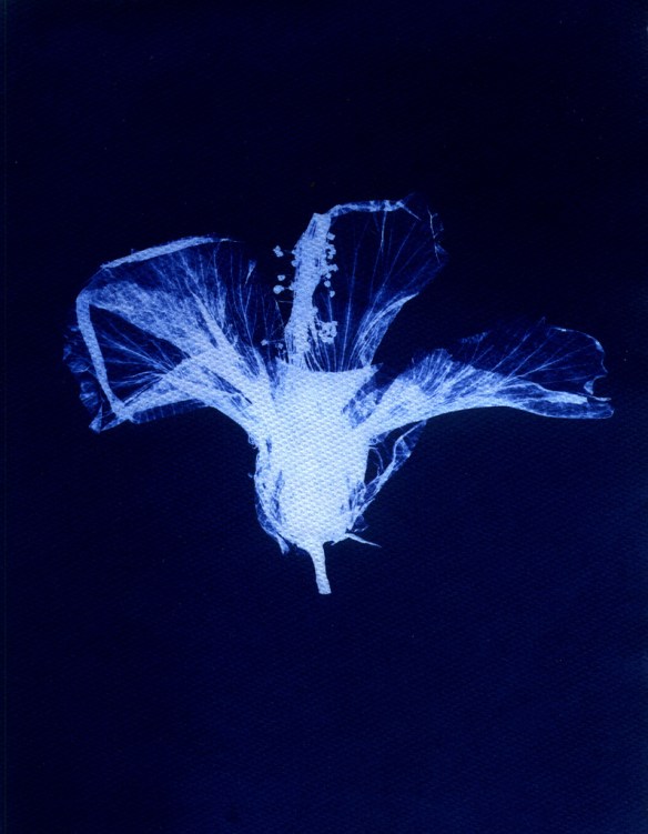 PatriciaYamamoto-Cianotipo-CCJ Cianotipia de autoria de Patricia Yamamoto