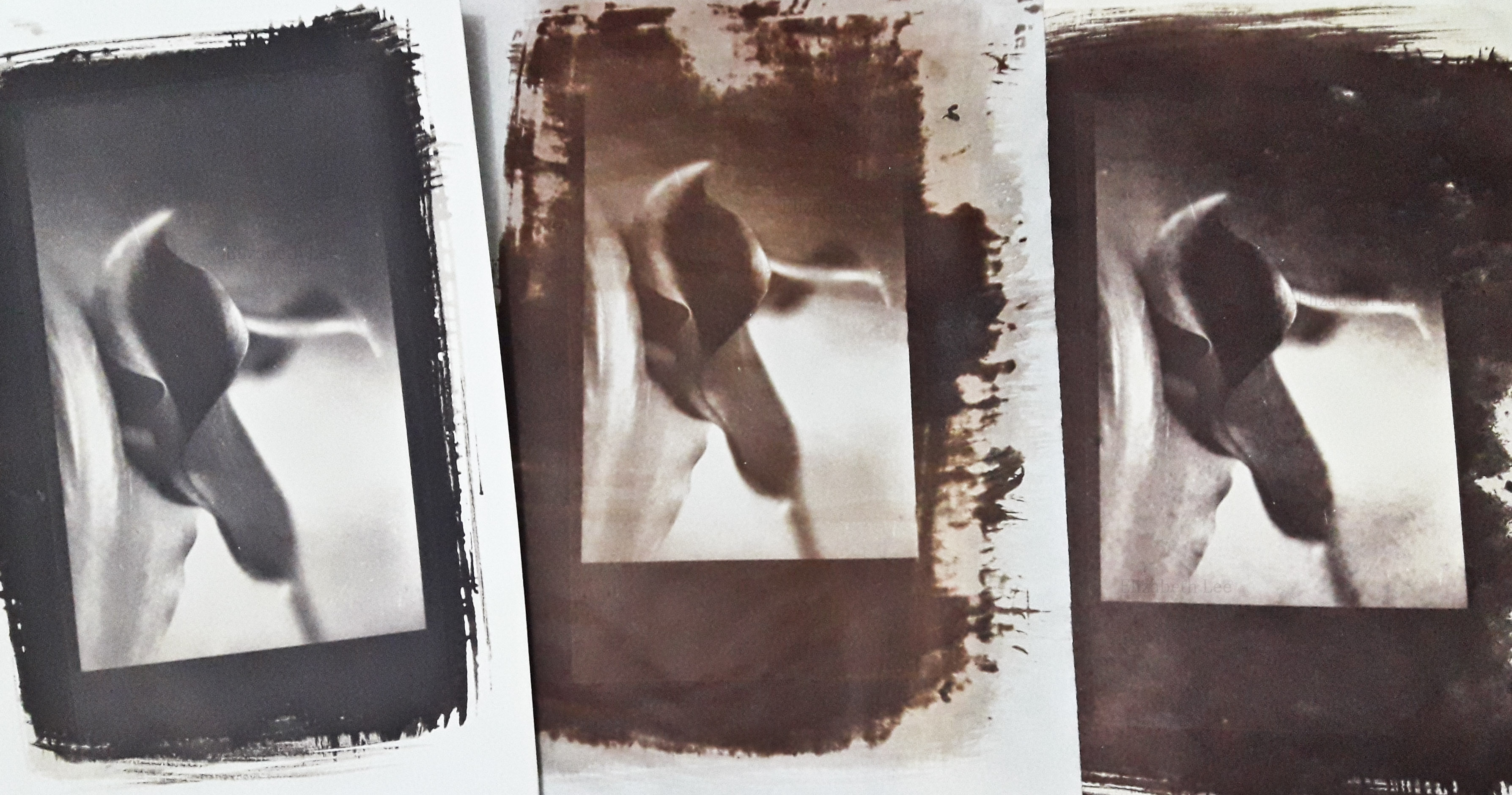 BethLee-PapeisSalgados-3flores-2016-ma